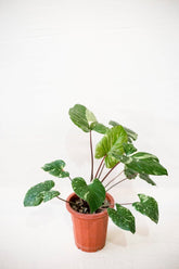 Homalomena sp. 'Constellation'